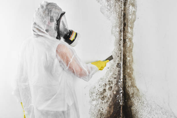 Why You Should Choose Our Mold Remediation Services in Fort Clark Springs, TX